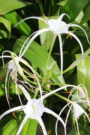 Picture of beach spider lily