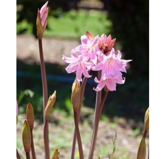 Amaryllis belladonna picture