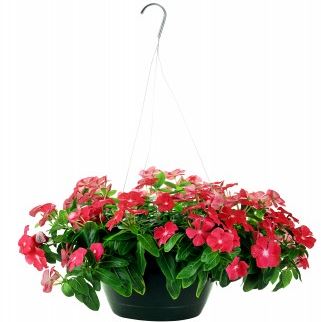 Picture of busy lizzie in hanging basket