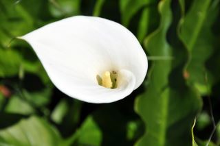 Calla lily flower picture