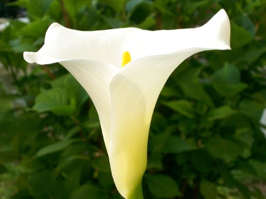 Close up picture of white flower