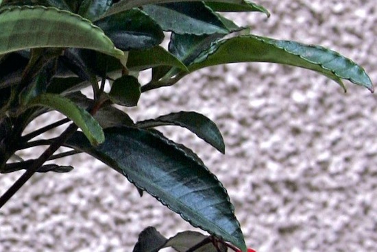 Picture Of Plant Leaves