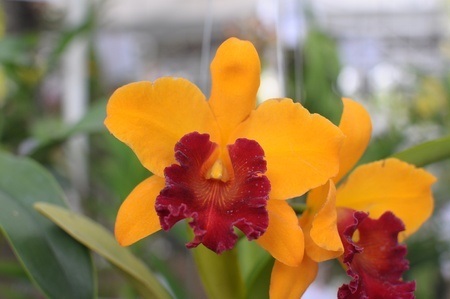 Orange flowers