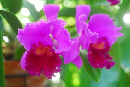 Dark pink flowers