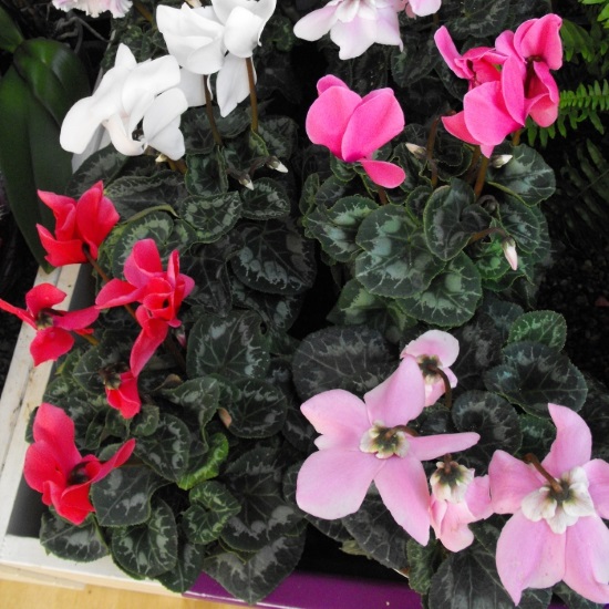 Variety of cyclamens