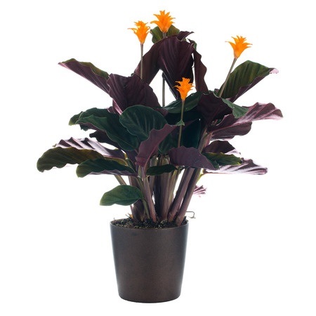 Picture of Calathea Crocata plant