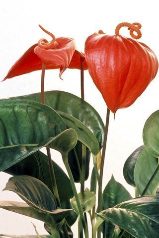 Picture of the flamingo flower