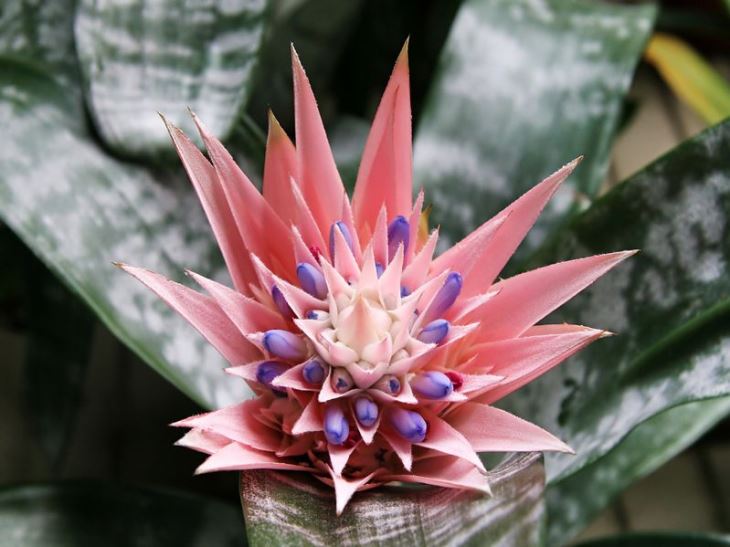 Close Up Of Urn Plant Blossoming