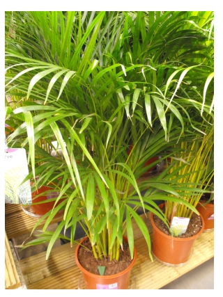Picture of areca palms