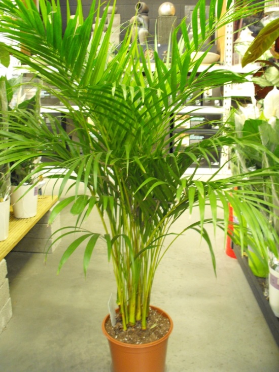 Picture of areca palm in store