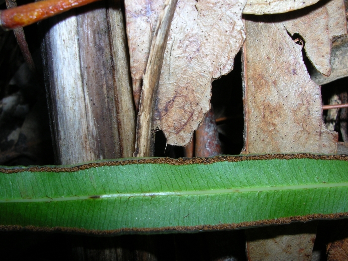 Close up picture of spores