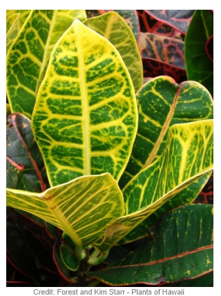 Picture of croton plant