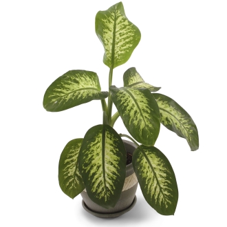 Picture of dumb cane plant