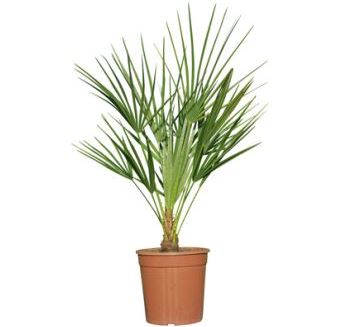Picture of European palm