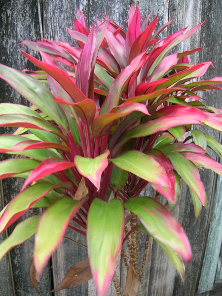 Hawaiian Tī Plant Potted Outdoors