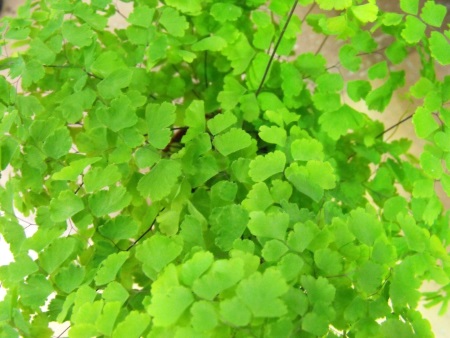 Close up picture of fern leaves