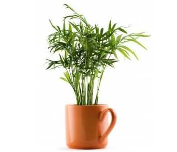 picture of parlor palm in pot