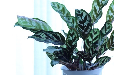 Picture of Calathea Makoyana