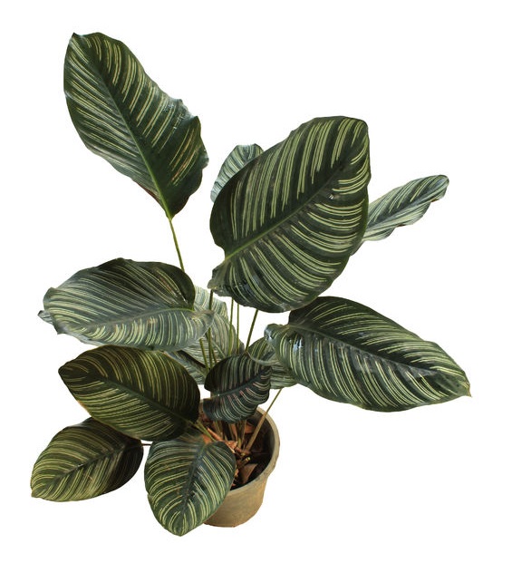 Picture of calathea ornata