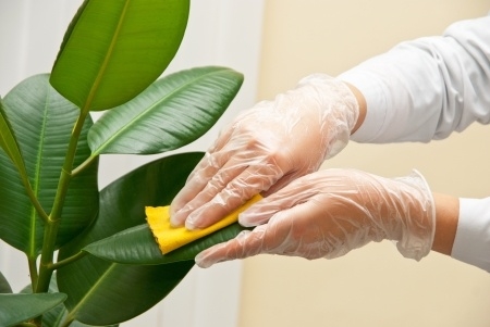 Cleaning a rubber plant