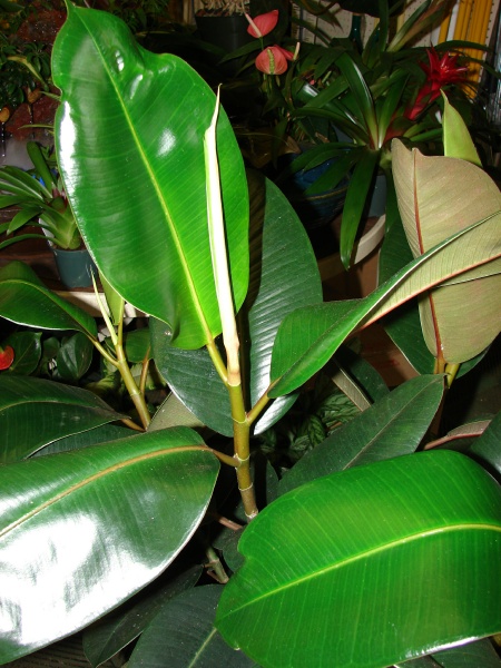 Picture of ficus elastica decora 