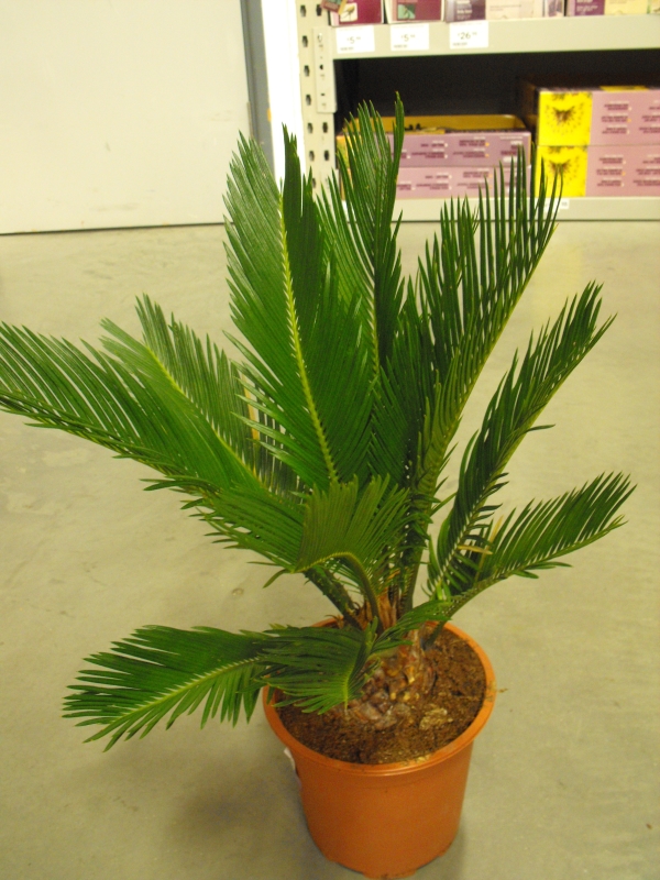 picture of cycas revoluta