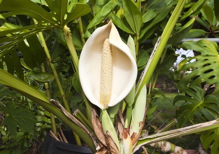 Cheese plant flower picture