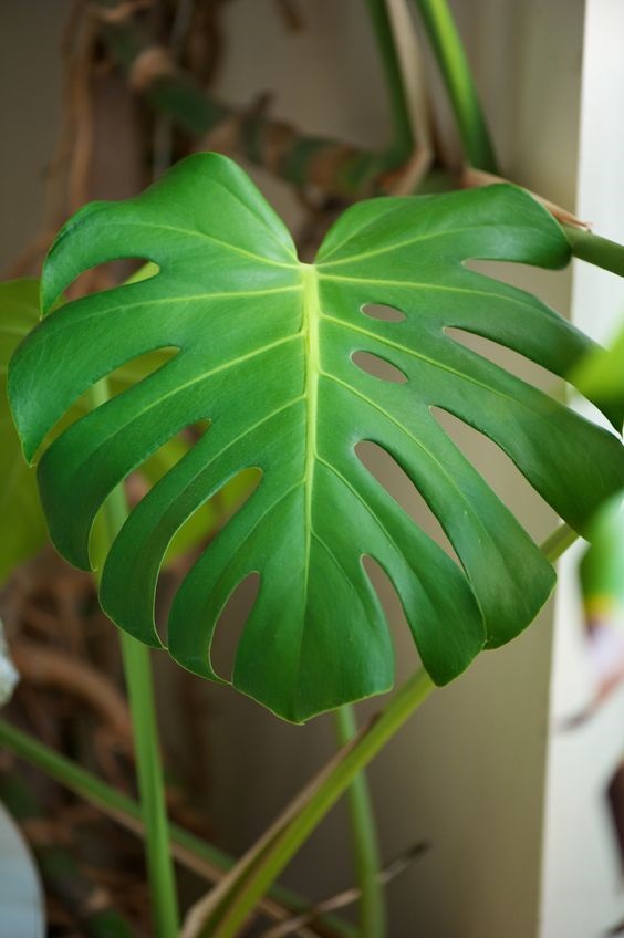 Picture of leaf