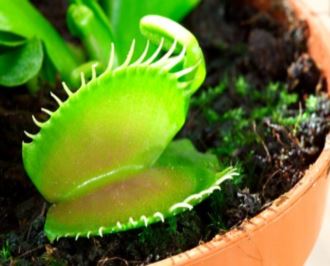 Dionaea Muscipula picture