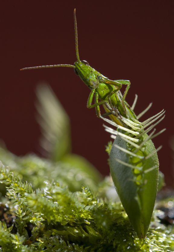 Trapped insect inside the Dionaea muscipula