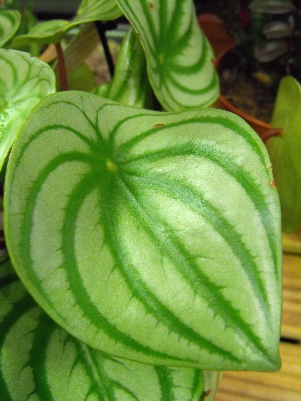 Close up of leaf