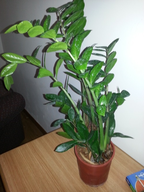 ZZ plant on shelf picture