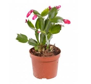 Picture of a potted Christmas cactus