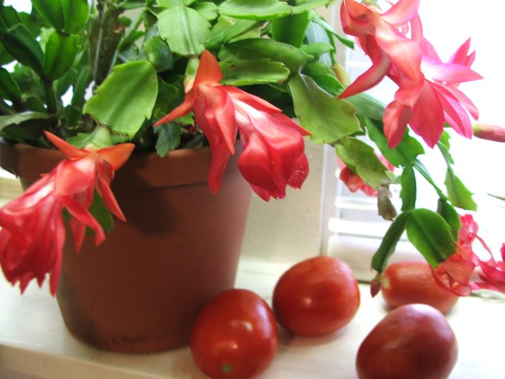 Red flowers on cactus