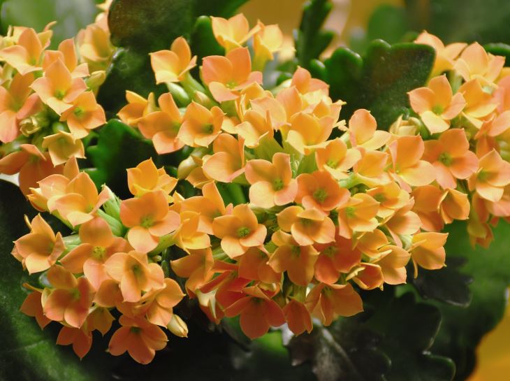 Orange kalanchoe flowers