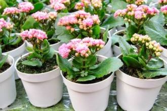 Flaming katy plants potted in nursery