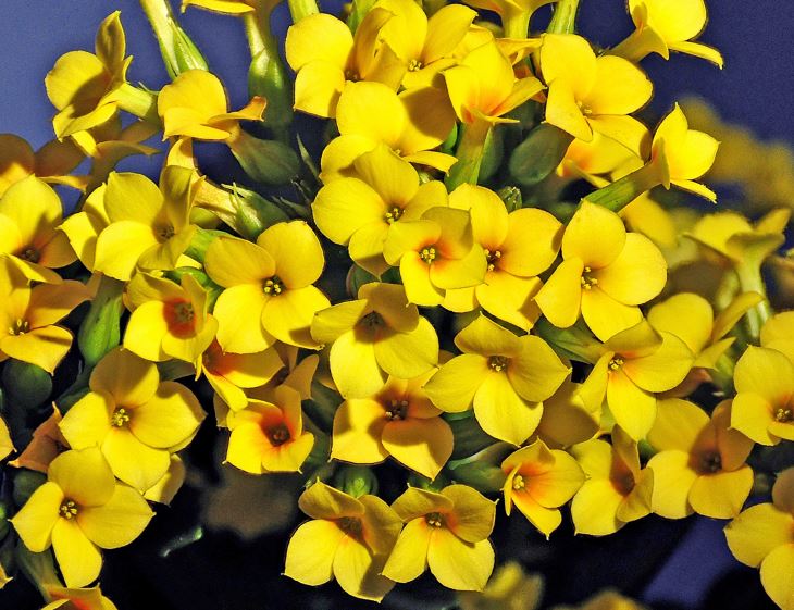 Yellow Kalanchoe Flowers