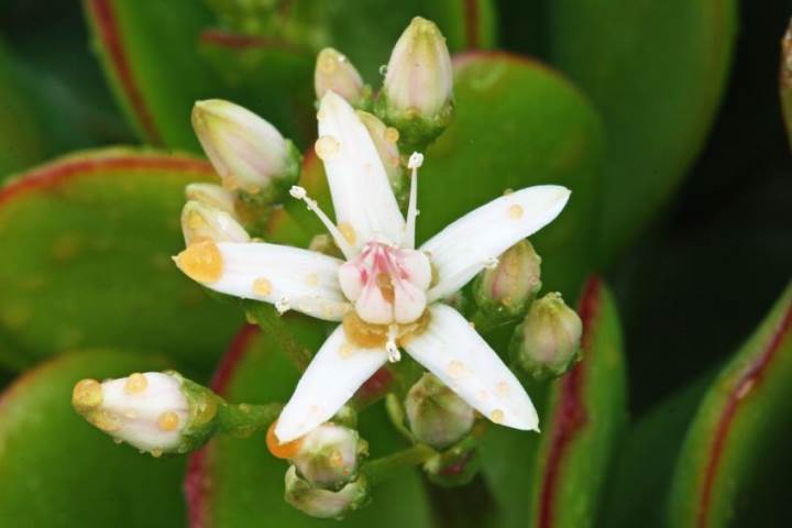 Flowering jade plant picture