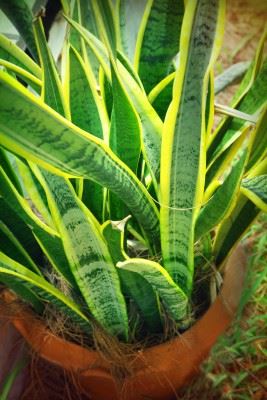 sansevieria trifasciata picture