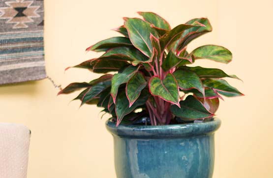 Aglaonema-555