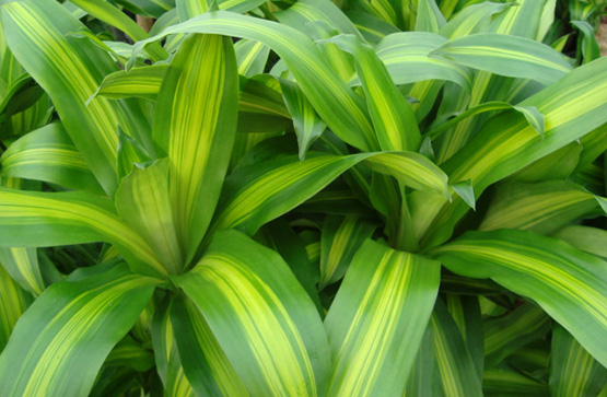 Dracena Massangeana