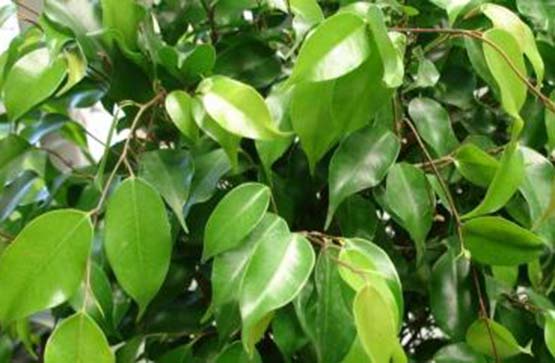 ficus tree small-555