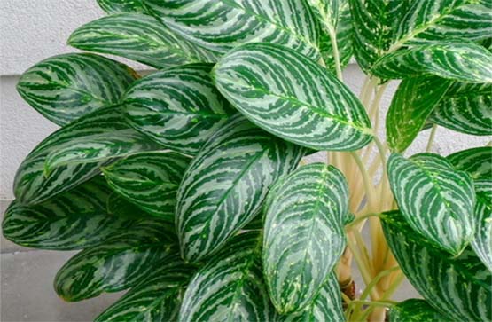 chinese evergreen in pot 555
