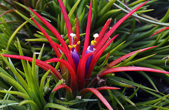 tillandsia 555