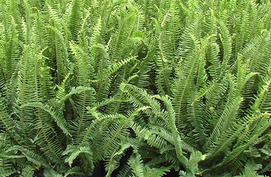 kimberly-queen-fern-row-555