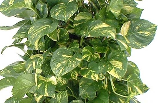 Pothos Ivy