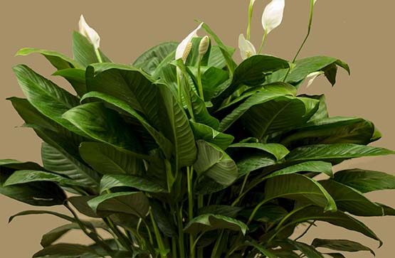 peace lily on tabletop-555
