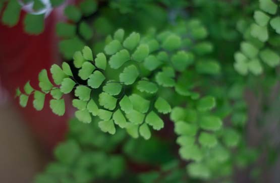 Maidenhair Fern