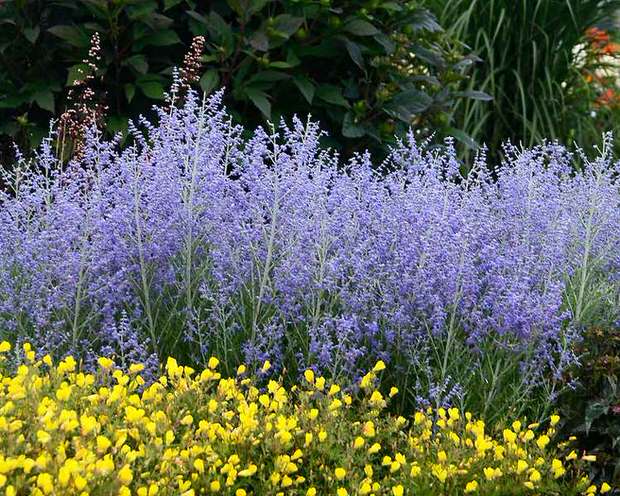 Low water perennials-3