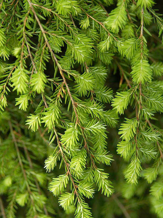 Conifers-9